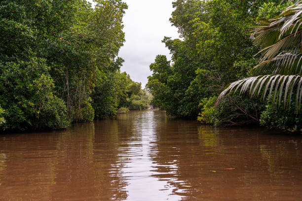 istock Mangrove forest on Bentota River, Sri Lanka. 1304487216