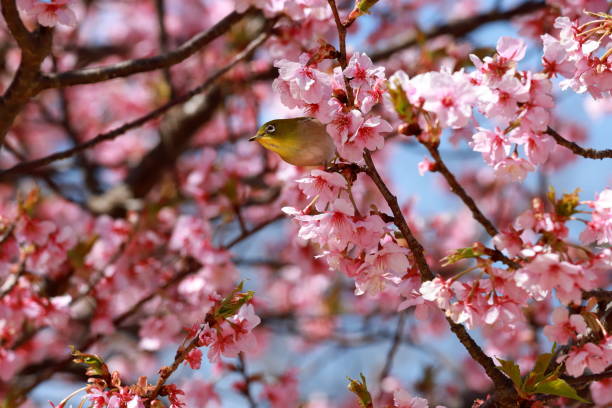istock Warbling white-eye on the cherry blossom 1304487666
