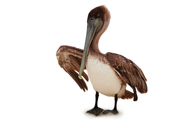 istock Pelican bird pelecanus occidentalis on white 1304488834
