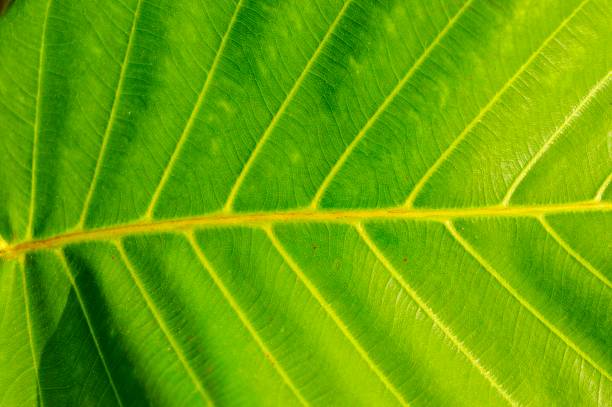 Green Leaf Background stock photo