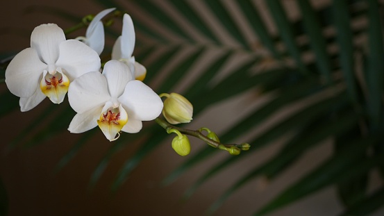 White orchid flower and palm frond leaves shadow. Elegant delicate soft floral blossom. Exotic tropical jungle rainforest stylish trendy botanical atmosphere. Dark natural greenery paradise aesthetic.