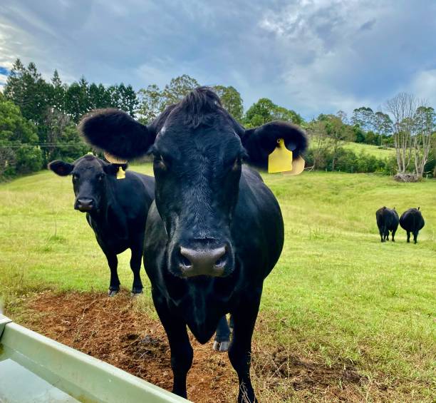 Black Angus Cows at Water Trough in Rural Farm Pastures Australia stock photo