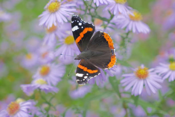 istock Butterfly on Marguerite Daisy 1304491199