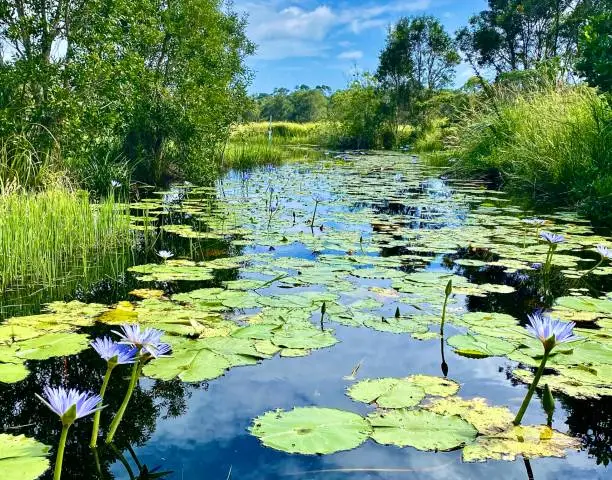 Photo of Lake Views of Lillypads and Lotus Flowers in Still Water