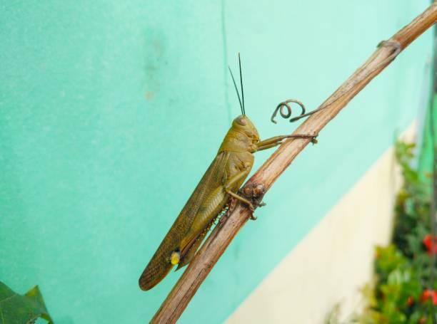 photo of grasshopper on a vine