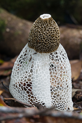 Veiled Lady (Phallus indusiatus) fungi photographed amongst leaf litter in Daintree National Park, Queensland, Australia