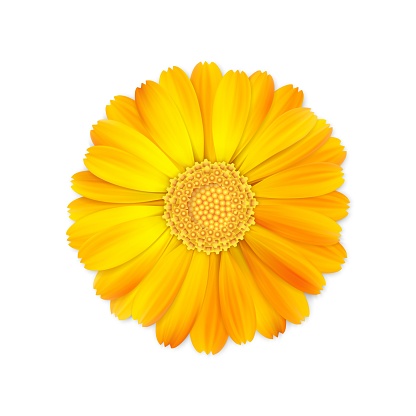 top view of realistic 3d orange and yellow calendula or marigold flower bud isolated on white background, stock vector illustration design element for design