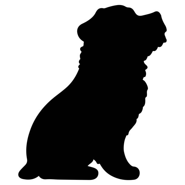 istock Silhouette of Miniature Schnauzer sitting 1304492934