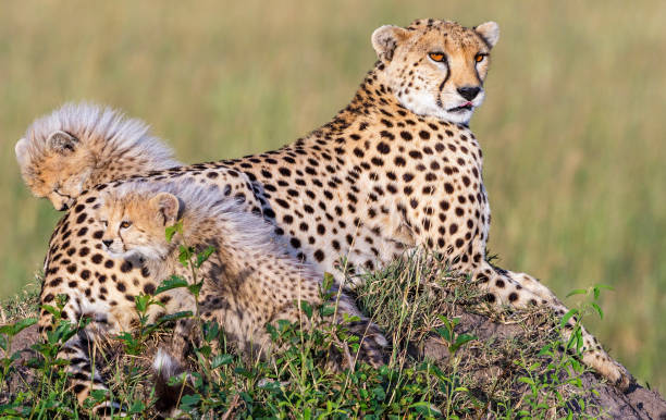istock Curious Cheetah cubs with a watchful mother 1304494474