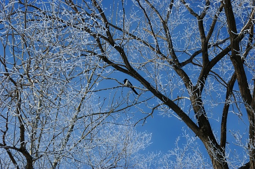 Rime in the early spring