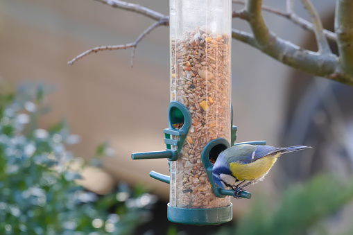 blue tit on a feeder filled with grain