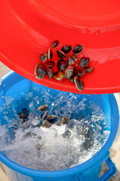 istock A scene where a clam caught from the sea is washed with clean water. 1304494794