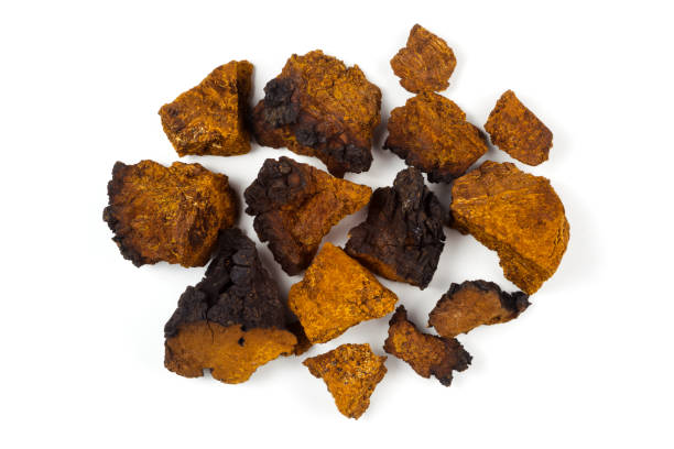 natural chaga mushroom pieces on white background. inonotus obliquus. top view - bitching imagens e fotografias de stock