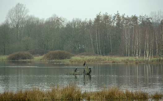 Winter day on a wetland: group of great cormorant resting above the water surface. With forest and birchtree in the background.