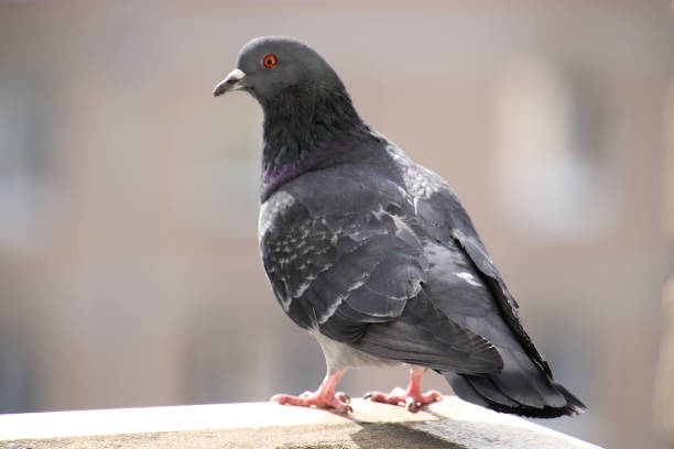 istock Dove sits on the balcony and looks at the camera 1304498019