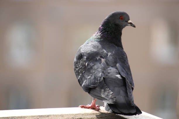 istock Dove sits on the balcony and looks at the camera 1304498023
