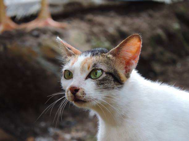 istock a photo of a cat looking at its prey 1304498032
