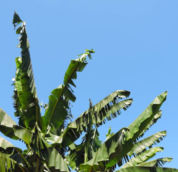 istock banana leaf photo on blue sky background 1304498057