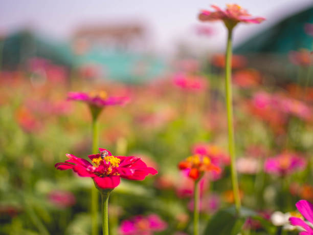 istock Colored flowers and little bees 1304498104