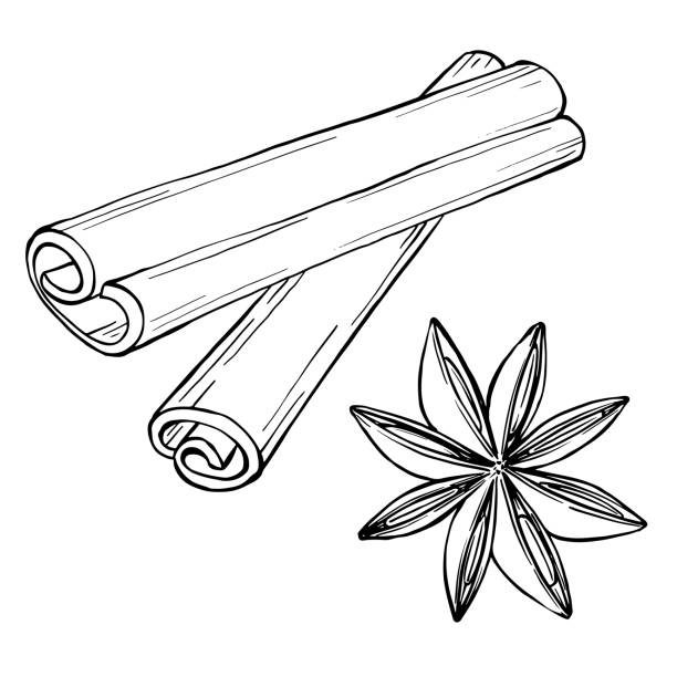 Spices Drawing Vector drawing of cinnamon and anise. anise stock illustrations