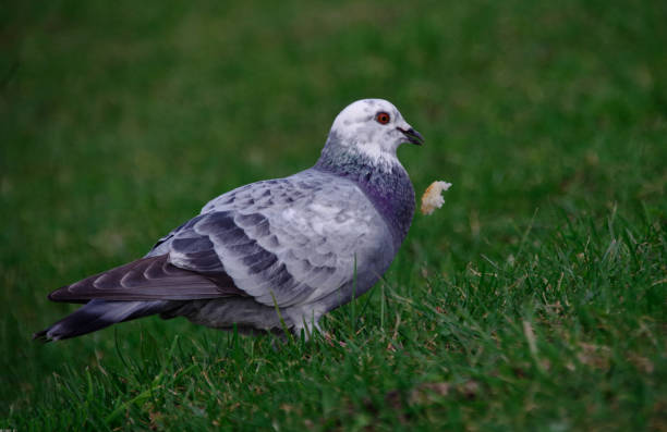 Pigeon eating a crumb of bread. Pigeon in a park, eating a crumb of bread. squab pigeon meat stock pictures, royalty-free photos & images