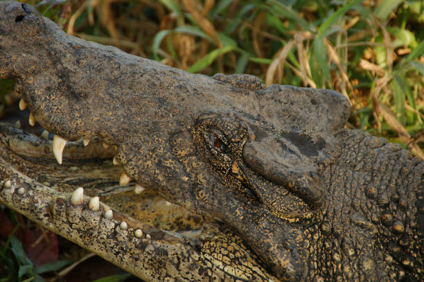 istock Cuban crocodile. Wild crocodile 1304499071