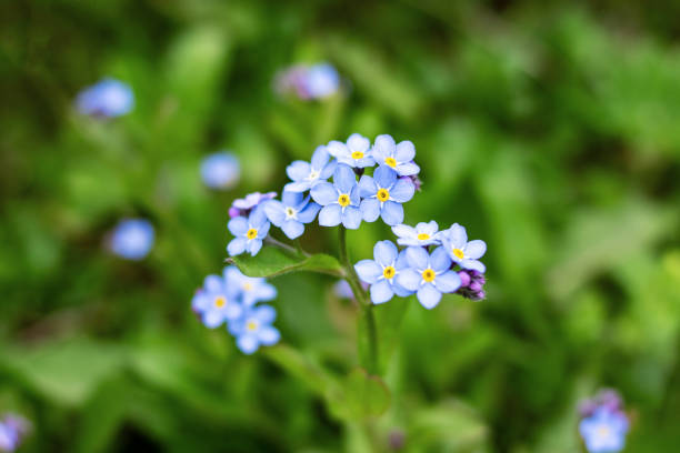istock Small blue flowers and green leaves closeup 1304500333