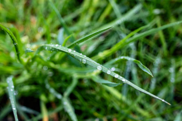 istock Drops of dew on green blade of grass 1304500572