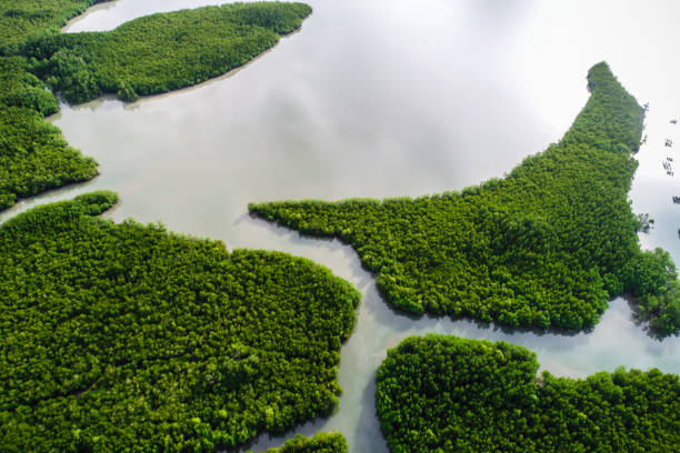 istock Green mangrove forest sea bay sunrise ecology nature system 1304502443