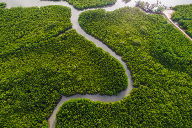 istock Green mangrove forest sea bay sunrise ecology nature system 1304502449