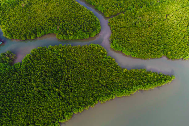 istock Green mangrove forest sea bay sunrise ecology nature system 1304502462