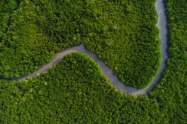 istock Green mangrove forest sea bay sunrise ecology nature system 1304502484