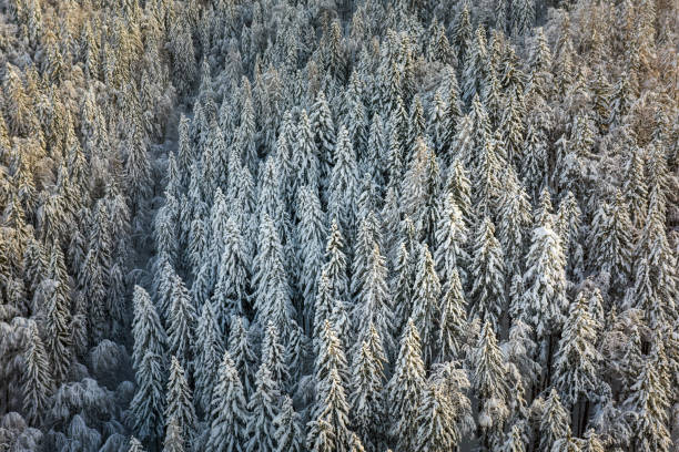 istock Spruce forest in winter covered in snow in the mountains 1304503591
