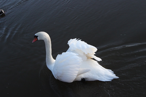 A white swan is looking for food by the lake