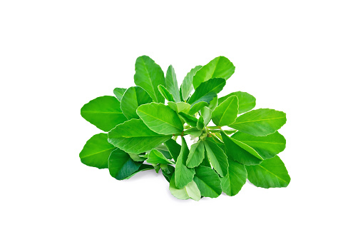 Bunch of fresh fenugreek with white flowers and green leaves isolated on white background