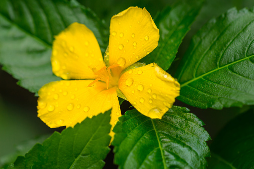 Raindrops on  yellow petals of damiana (Turnera diffusa)  flower,  in the morning in the rays of the sun after the rain has ended. Muine, Vietnam.
