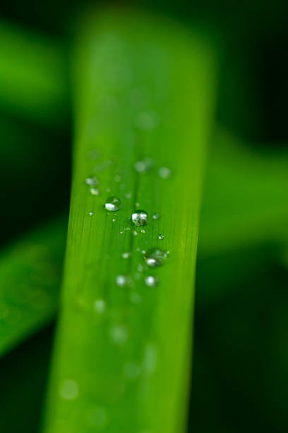 istock Raindrops on banana palm's leaf, Vietnam 1304505487