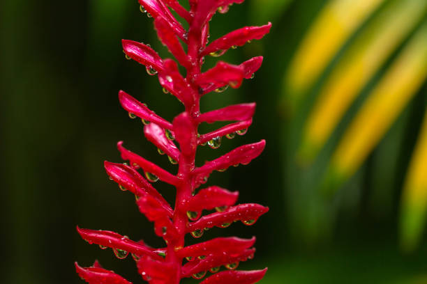 istock Raindrops on red ginger flowers, Vietnam 1304505652