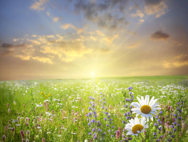 istock sunset in the flower field 1304507397