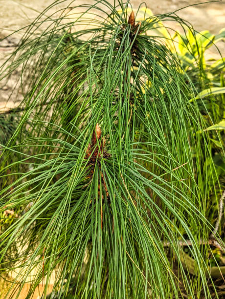 a beautiful green pinus kesiya plant growing in the garden - kesiya imagens e fotografias de stock