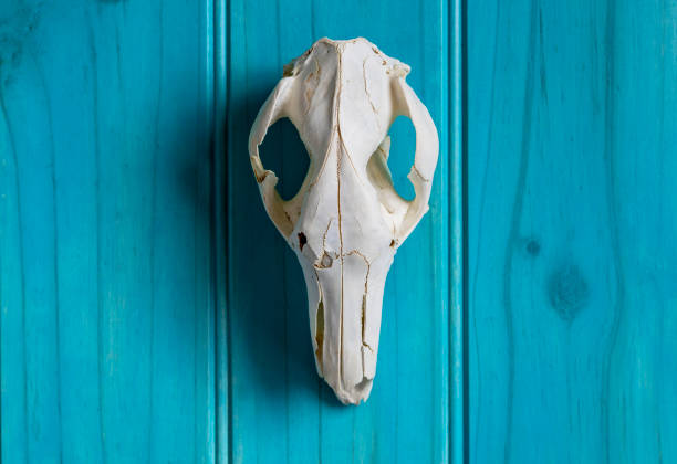 crâne de kangourou sur le fond en bois bleu - 5416 photos et images de collection