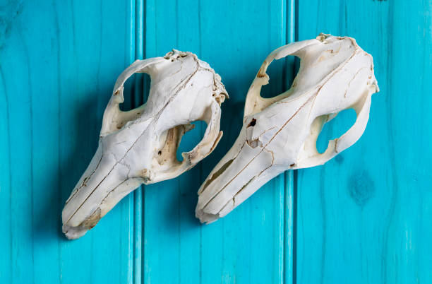 istock To kangaroo skulls laying diagonally on blue background 1304510695