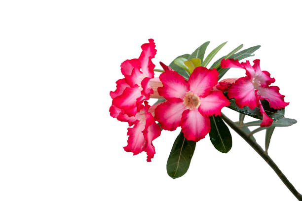 아데늄 또는 사막 장미 꽃은 약초입니다. (임팔라 릴리, 모의 진달래, 핑크 아데늄). 흰색 배경. - 아데니움 뉴스 사진 이미지
