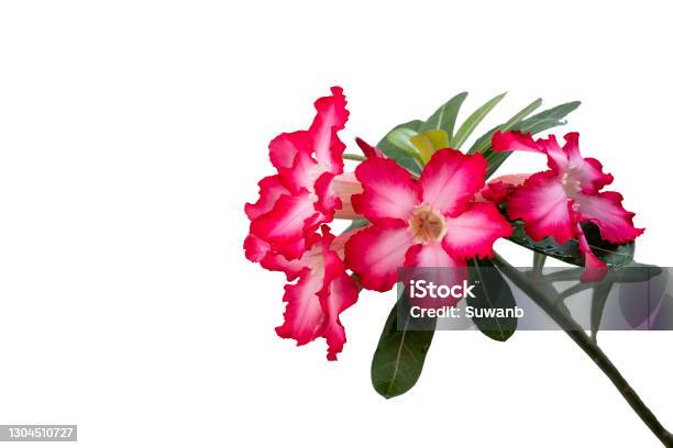Adenium Or Desert Rose Flower Is Medicinal Herbs White Background Stock Photo - Download Image Now