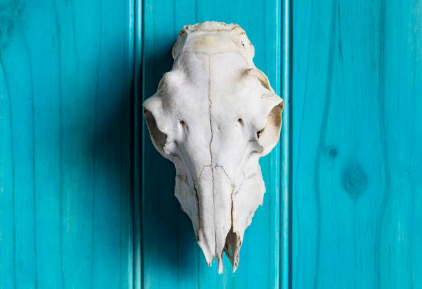 istock Sheep skull on blue wooden background 1304510771