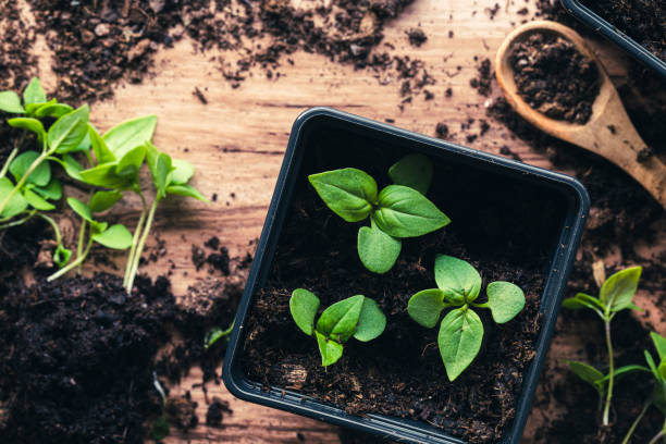 semis de basilic d’origine locale dans une casserole, sur une table en bois avec du sol, une cuillère en bois et plus de semis - basil herb plant organic photos et images de collection