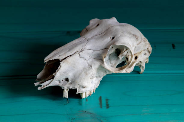 istock Sheep skull on blue wooden background 1304510878