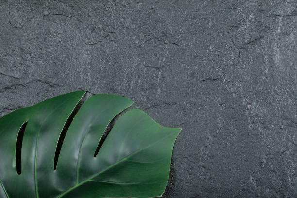 istock Green nature brunch of leaf on a dark background 1304510945