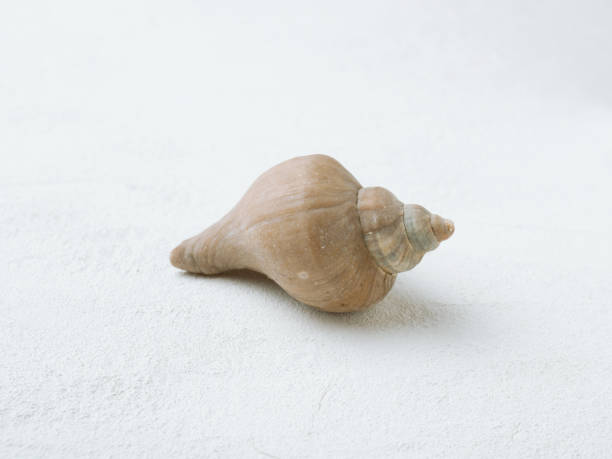 istock Spiral shell of sea snail on white background. 1304512103