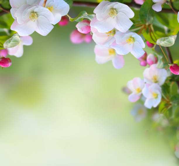 istock Spring apple blossom on green nature  blurred background 1304512273